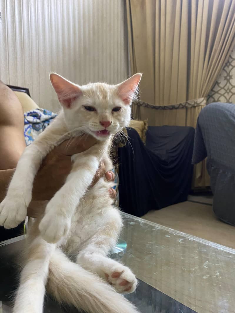 Persian 2
