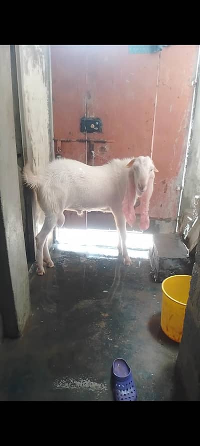 Gulabi Breed