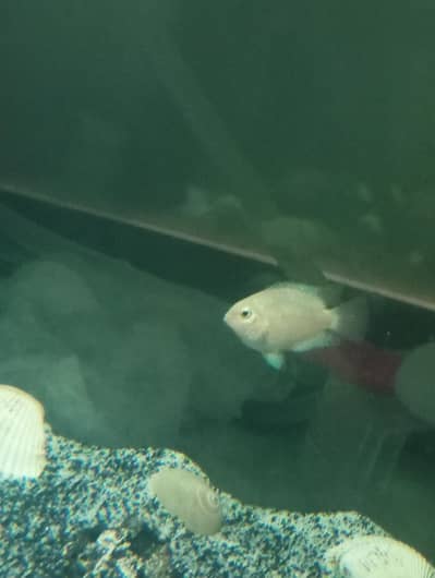 fish for sale