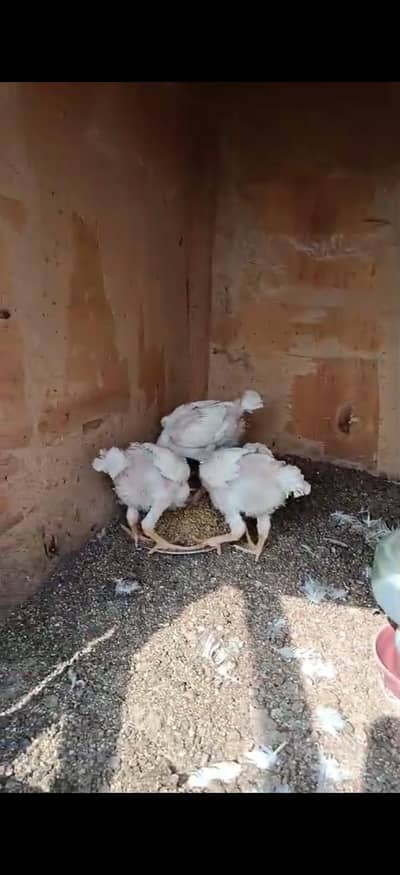 O Shamo Chicks