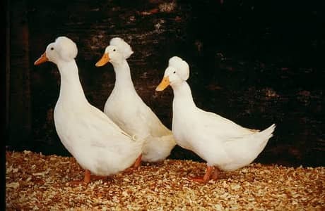 Beautiful Adult White Crested Ducks Set 14 Pieces