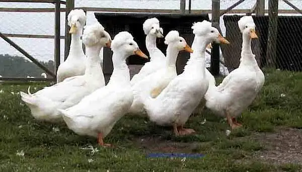 Beautiful Adult White Crested Ducks Set 14 Pieces — photo 2
