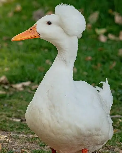 Beautiful Adult White Crested Ducks Set 14 Pieces — photo 3