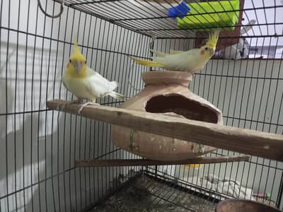 cream cocktail bird pair