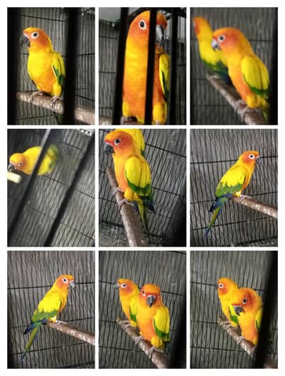 male + pair      suncnour breeder pair with history available with dna
