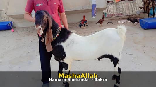 MashAllah original patere breeder bakra Top Result _Rang wale bachay