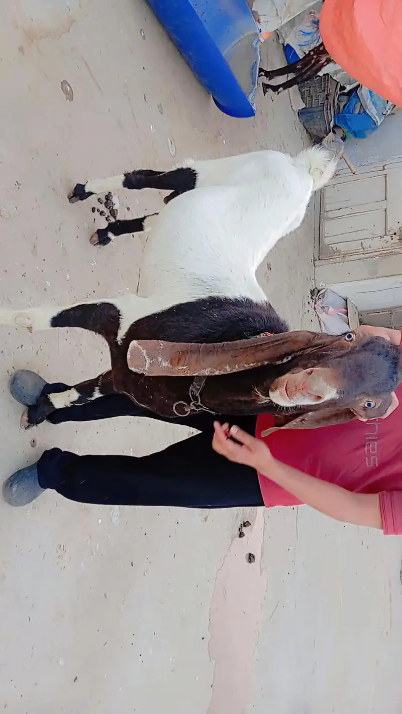 MashAllah original patere breeder bakra Top Result _Rang wale bachay — photo 2
