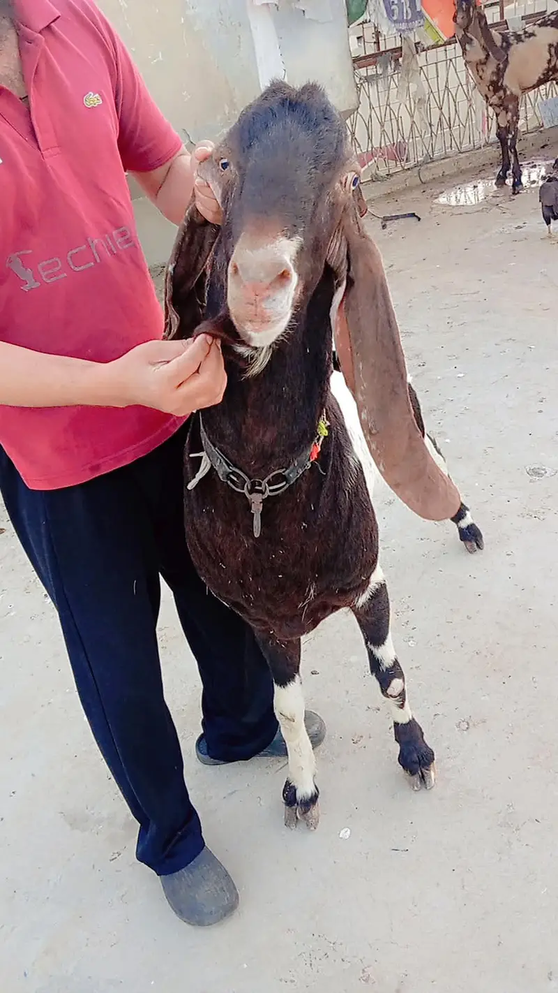 MashAllah original patere breeder bakra Top Result _Rang wale bachay — photo 3