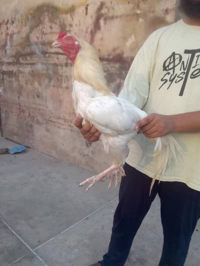 Aseel chicks