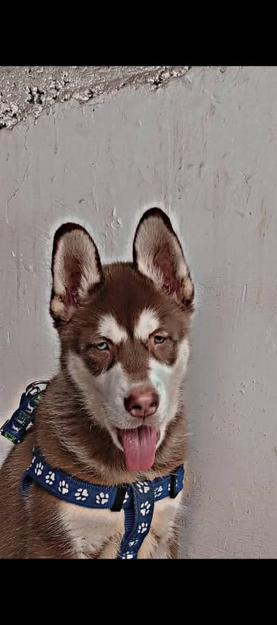 husky bread