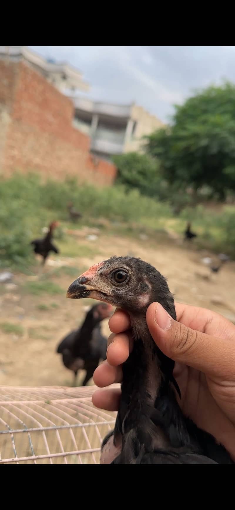 Thai pakoye chicks 0