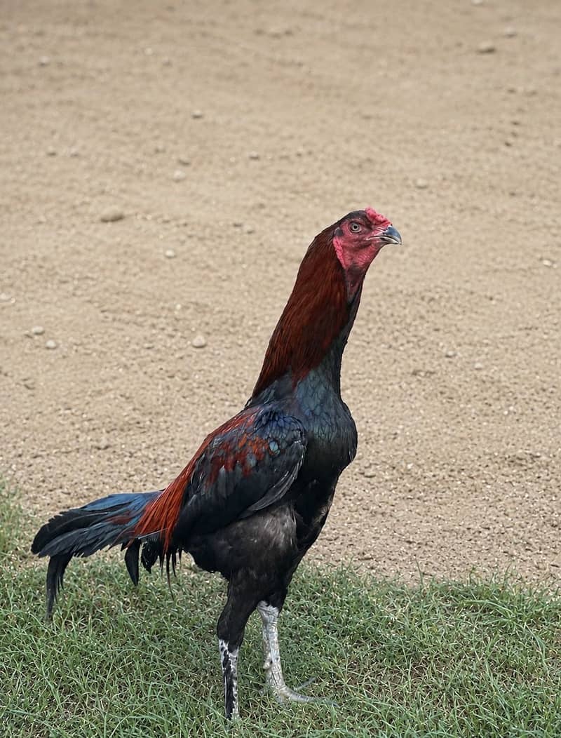 Thai pakoye chicks 1