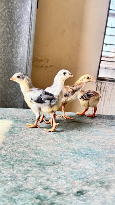 shamo cross and pure Thai aseel chicks for sale