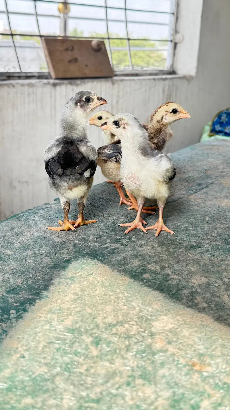 shamo cross and pure Thai aseel chicks for sale — photo 2