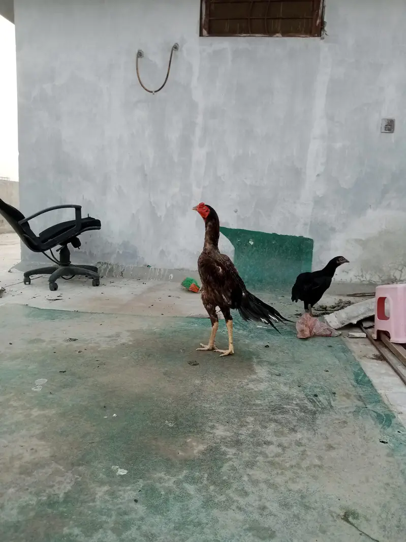 shamo cross and pure Thai aseel chicks for sale — photo 3