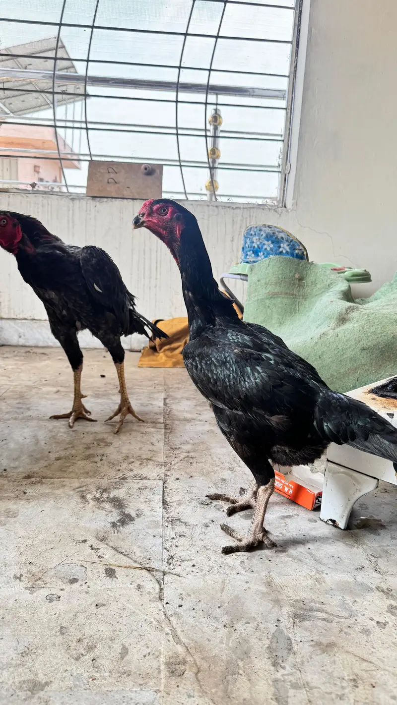 shamo cross and pure Thai aseel chicks for sale — photo 4