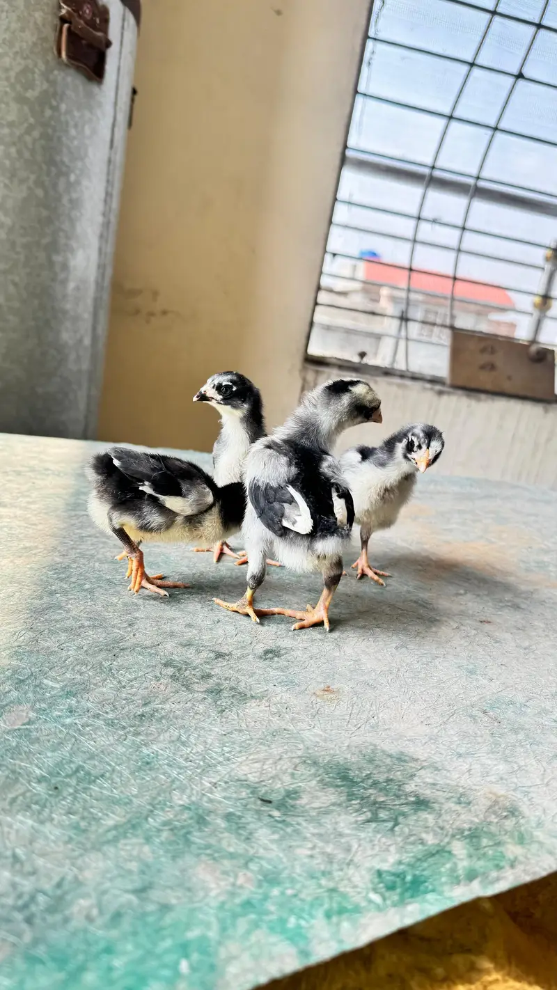shamo cross and pure Thai aseel chicks for sale — photo 5