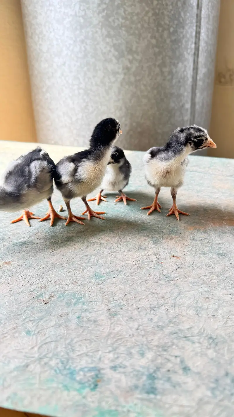 shamo cross and pure Thai aseel chicks for sale — photo 6