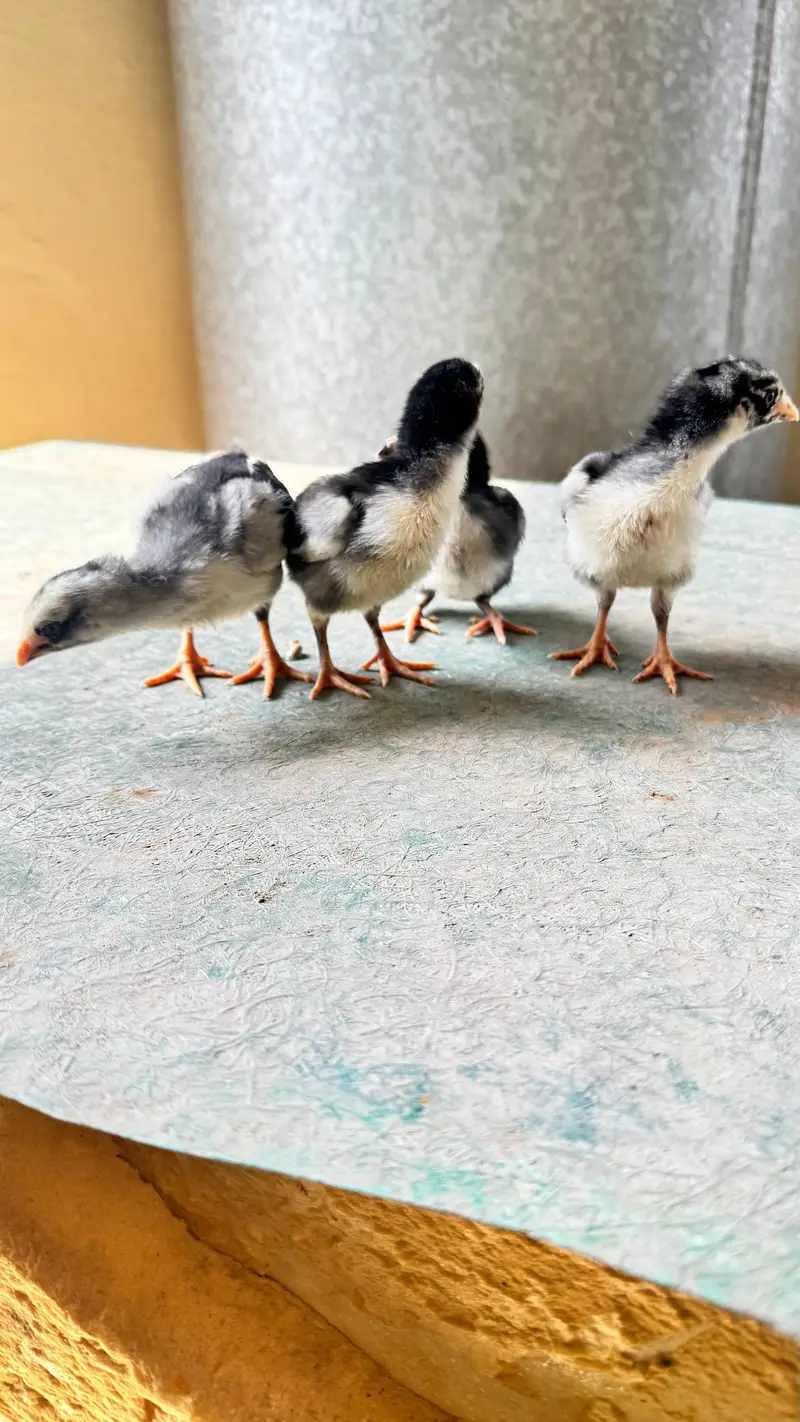 shamo cross and pure Thai aseel chicks for sale — photo 7