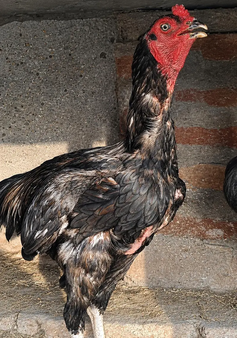 shamo cross and pure Thai aseel chicks for sale — photo 8