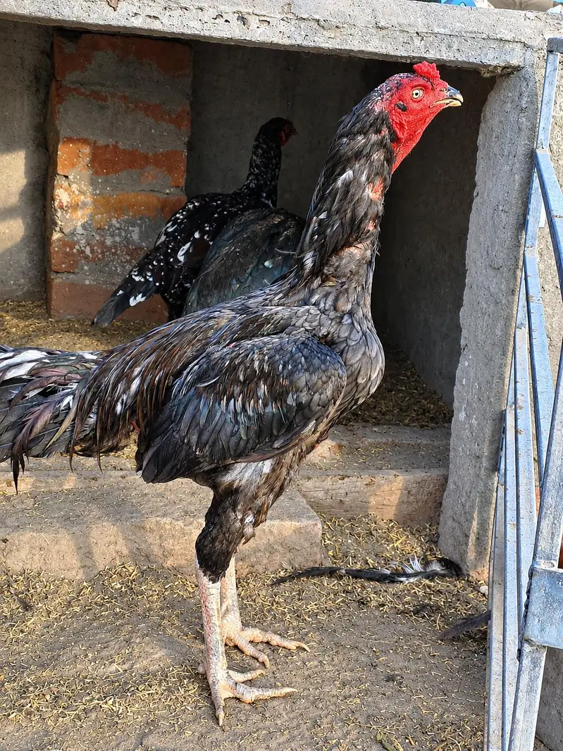 shamo cross and pure Thai aseel chicks for sale — photo 9