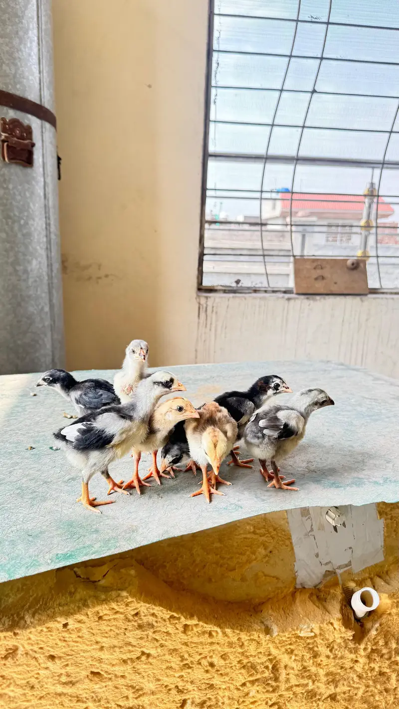 shamo cross and pure Thai aseel chicks for sale — photo 10