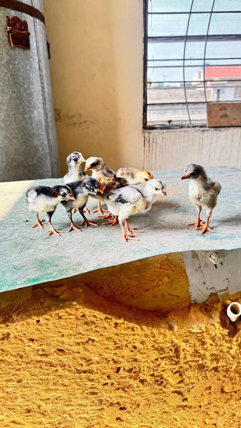 shamo cross and pure Thai aseel chicks for sale — photo 11