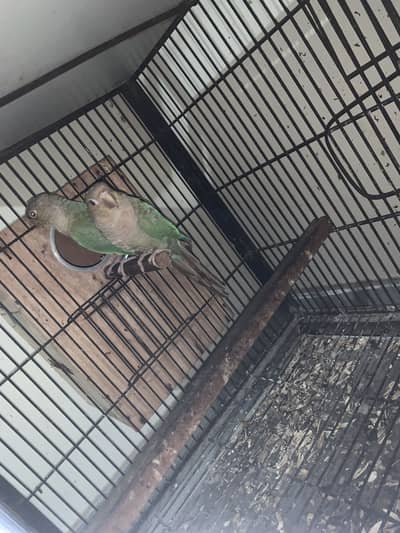 Australian red eyes for sale