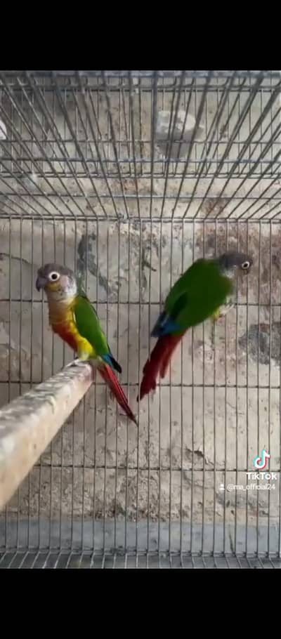 yellow sided cnore breeder pair without DNA
