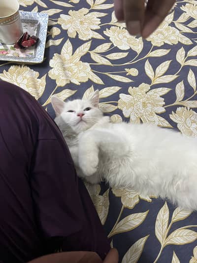 Persain Kitten For Sale