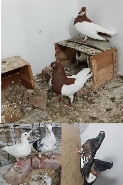 3 breeder pairs available in MULTAN
