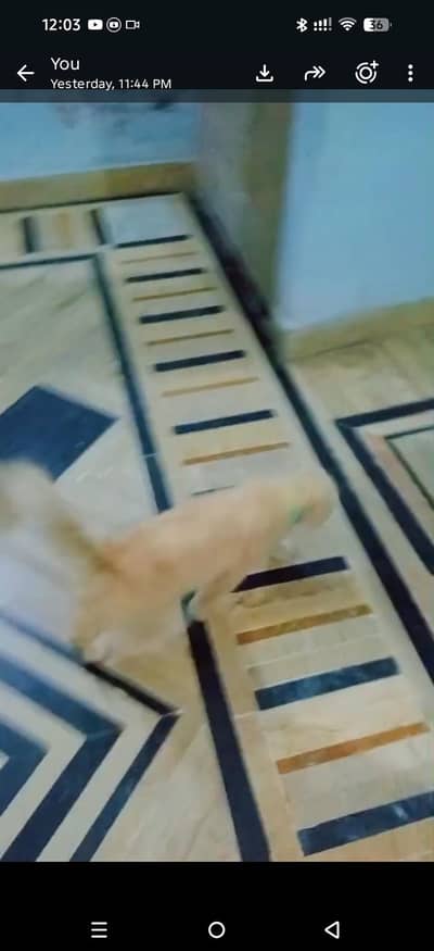 persian male available tap quality