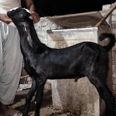 Masha Allah Kala Bretal Bakra . Dimand 55k aor final 46 k