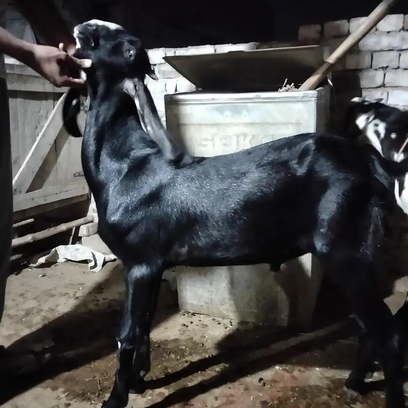 Masha Allah Kala Bretal Bakra . Dimand 55k aor final 46 k — photo 2