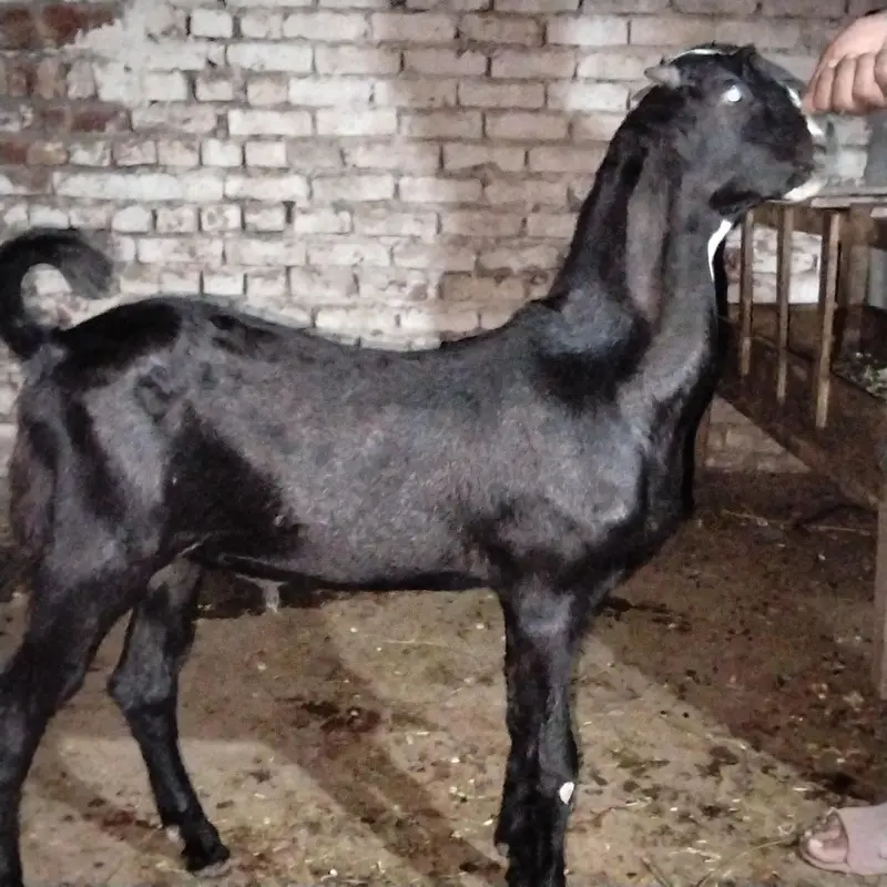 Masha Allah Kala Bretal Bakra . Dimand 55k aor final 46 k — photo 3