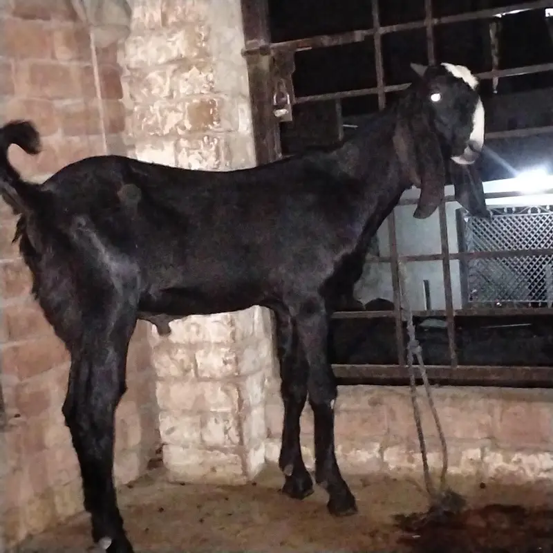 Masha Allah Kala Bretal Bakra . Dimand 55k aor final 46 k — photo 4