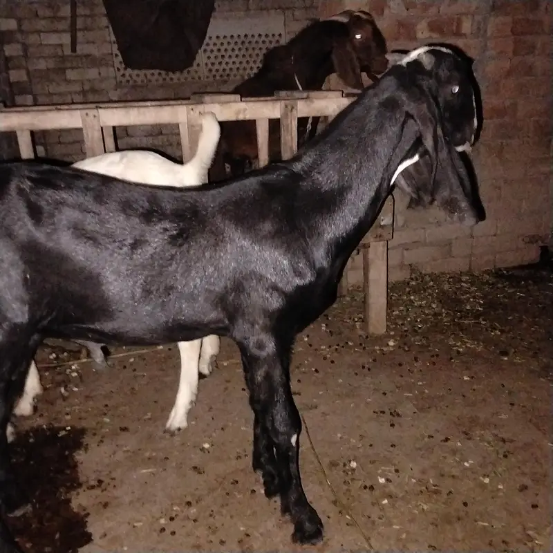 Masha Allah Kala Bretal Bakra . Dimand 55k aor final 46 k — photo 5