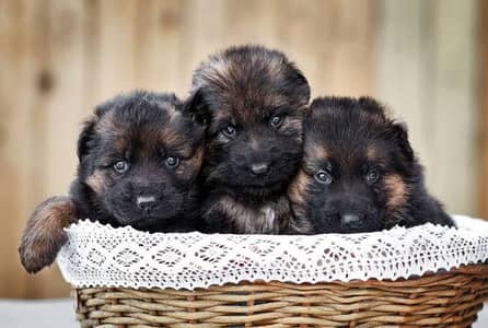 Puppy | German Shepherd Male and Female Puppy | GSD For Sale