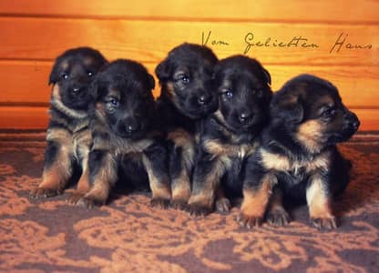 Puppy | German Shepherd Male and Female Puppy | GSD For Sale