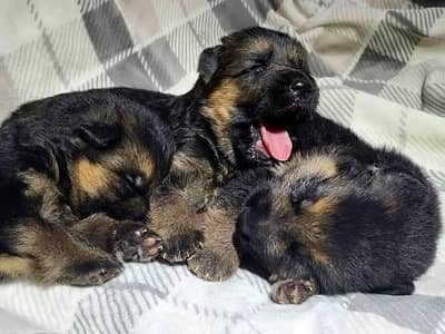 Top Quality German Shepherd Puppies For Sale Only For pet lover Family