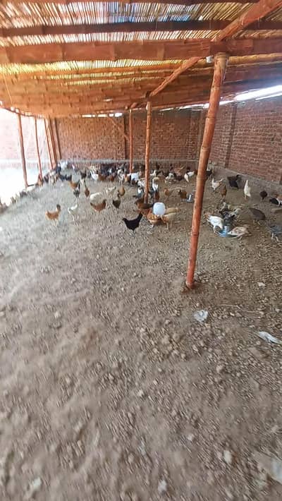 dasi murgi or shed for sale