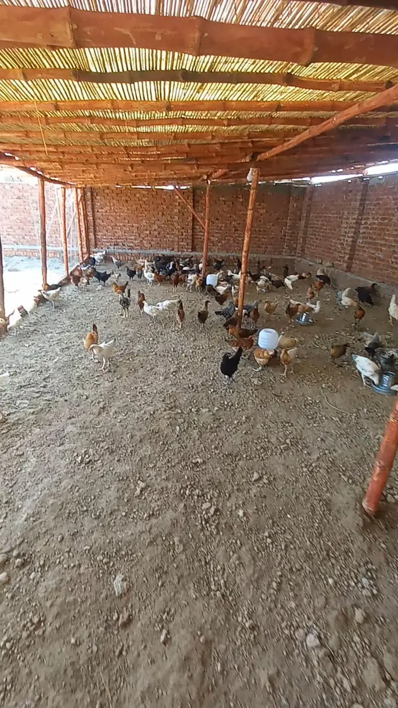 dasi murgi or shed for sale — photo 2
