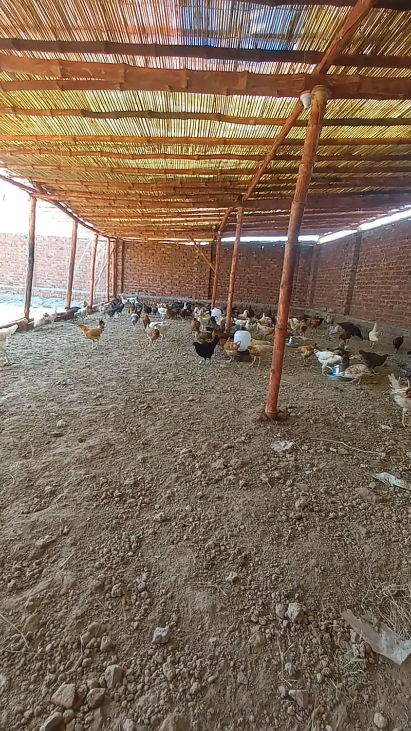 dasi murgi or shed for sale — photo 4