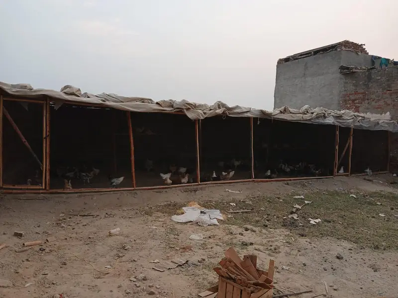 dasi murgi or shed for sale — photo 5