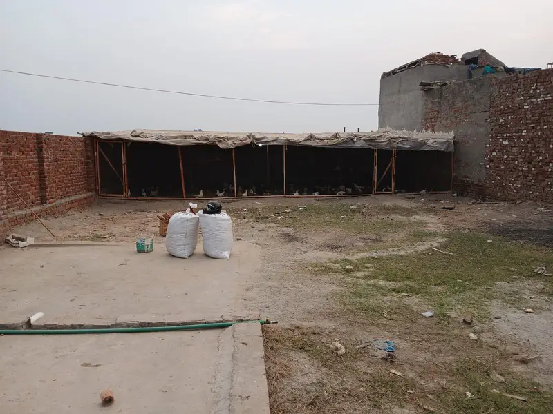 dasi murgi or shed for sale — photo 6