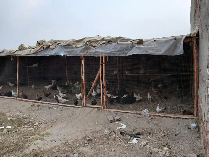 dasi murgi or shed for sale — photo 7