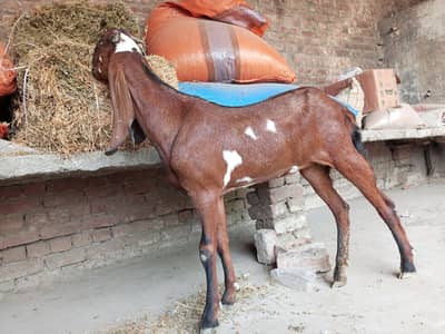 betal goat