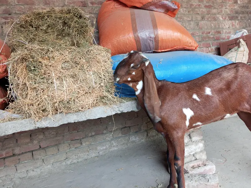 betal goat — photo 2