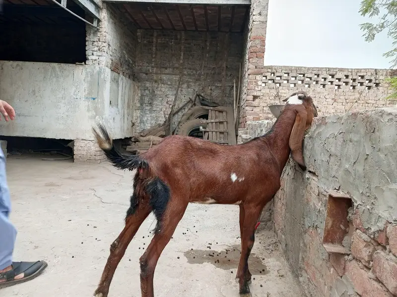 betal goat — photo 3