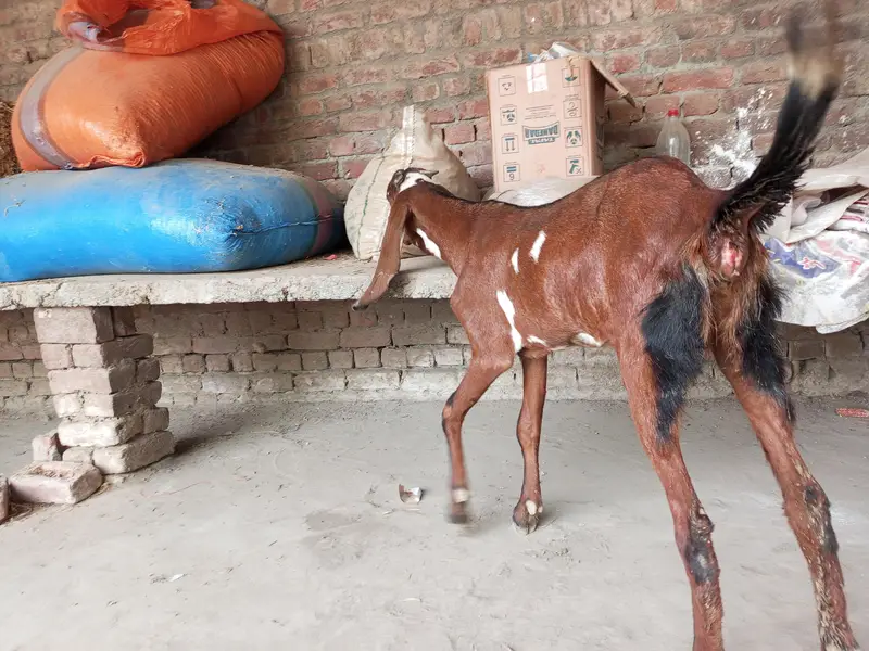 betal goat — photo 4